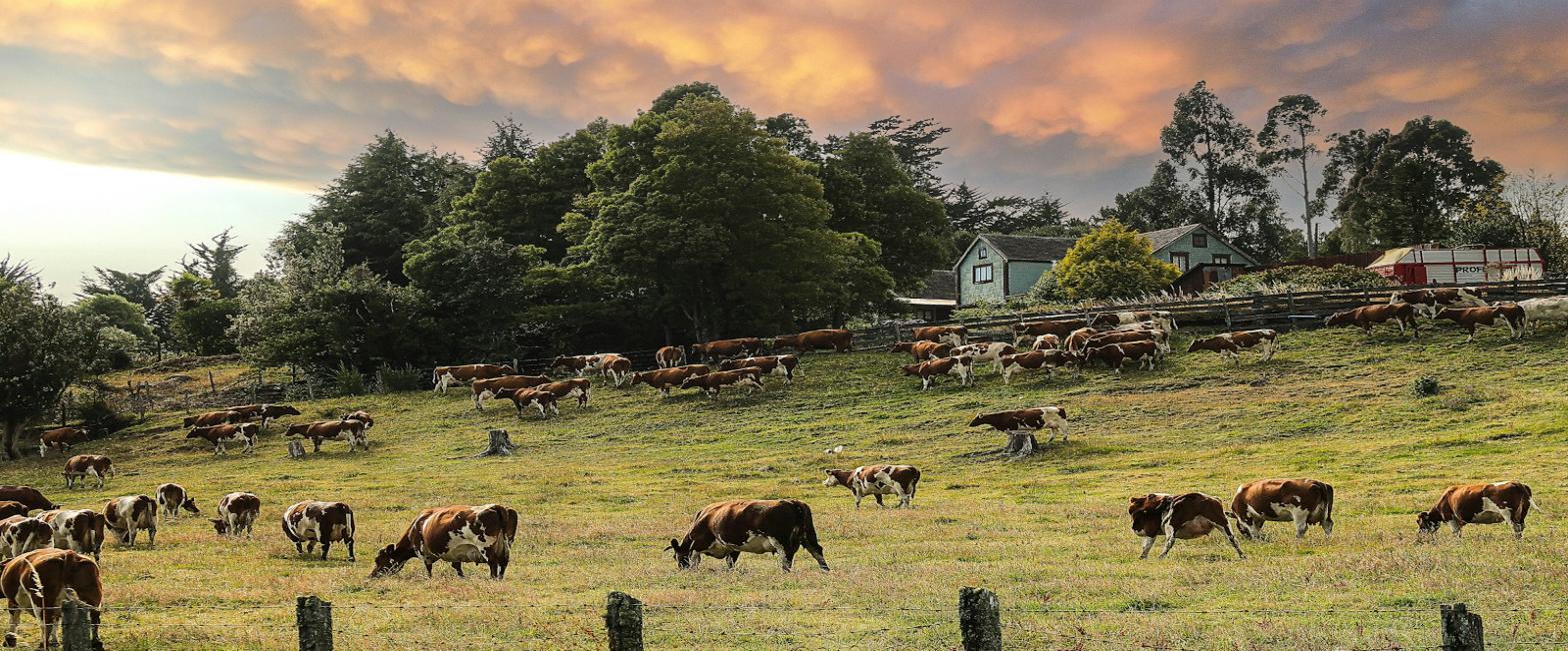 Cattle grazing on pasture in southern Chile at sunset